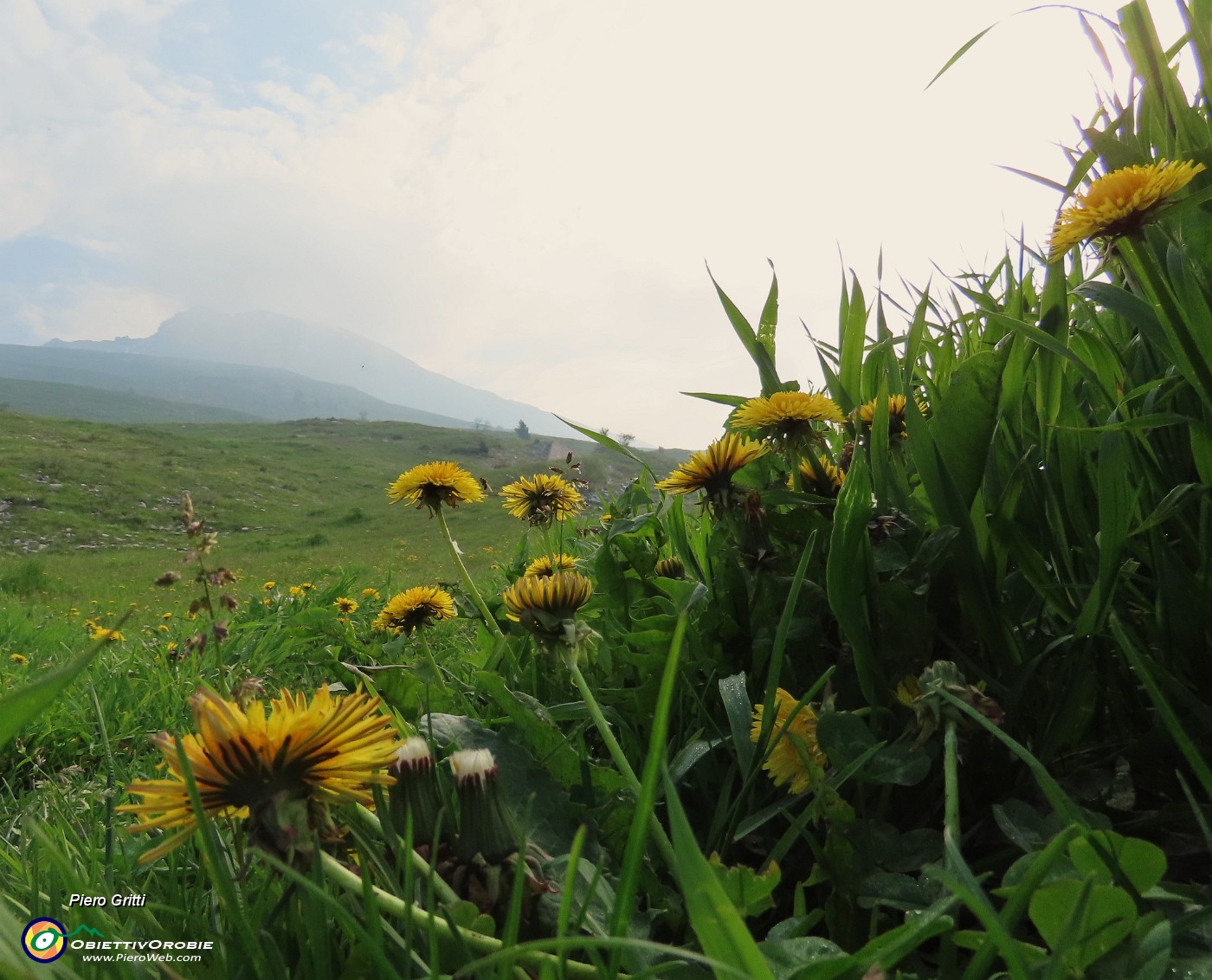 10 Fiori di tarassaco con vista in Cima Arera.JPG